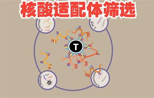 【中英动画】一分钟了解核酸适配体筛选技术：SELEX——指数富集的配体系统进化技术