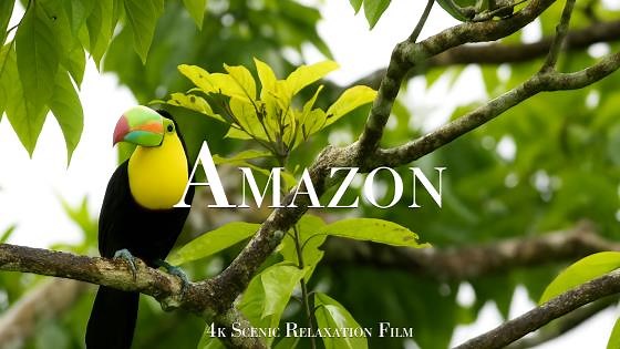 Exploring the Amazon – Wildlife and Aerial Scenery in 4K