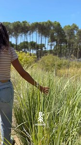 El paisajismo es un elemento clave en el diseño de nuestro barrio. En el vivero de Pinamar S.A. nuestro equipo trabaja constantemente para reproducir especies del médano costero y nativas de nuestro país. #bosquespinamar #pinamar #bosques #paisajismo #barriobosques #diseño | Bosques Pinamar