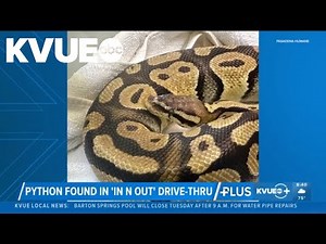 Python discovered at In-N-Out Burger drive-thru