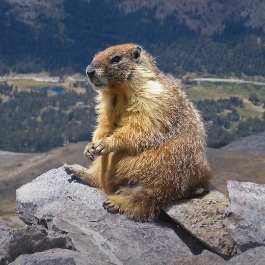 Marmot || Description and Facts!