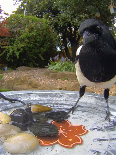 First visitors to the new bird bath 🥰 #magpie #pigeon #squirrel #cute #birdtok🦜
