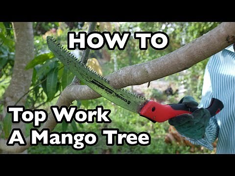 How to Top Work a Mango Tree- Part 1
