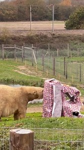 Ewa's first birthday in Suffolk!🐻‍❄️🤩 #jimmysfarmandwildlifepark #polarbear #savethepolarbears #conservation #polarbearconservation | Jimmy's Farm & Wildlife Park