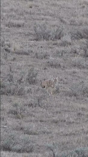 Traditional Fox Hunting in the USA | Outdoor Experience