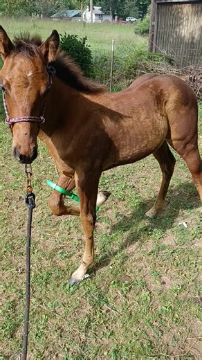 #foal #hobbles #hobbletraining he didnt wanna let me lift his front legs today so he got more hobble training!