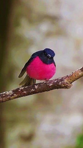 different birds (@lumoko2)’s videos with original sound - different birds