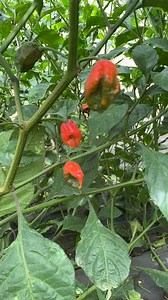 #carolinareaper #vegetablecropproduction #agriculture #SustainableFarming | Marvy Onuoha