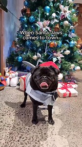 Santa Jaws is coming to town 🎅🦈🐕 Whether your furry friend wants to be a Santa or a shark, we've got you covered🎄 | Amazon.com.au