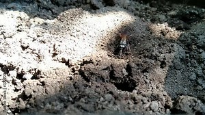 The emerald cockroach wasp or jewel wasp builds a nest in the ground.