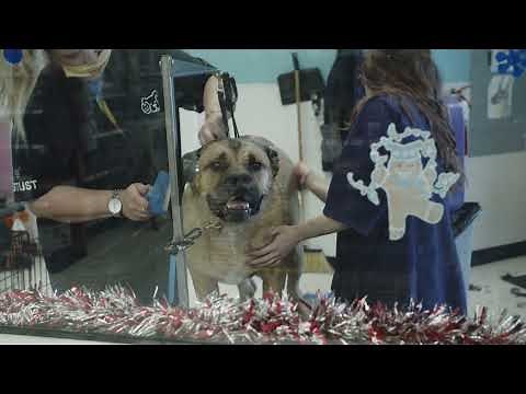 Review--a Full Petco Dog Grooming Session from Start to Finish