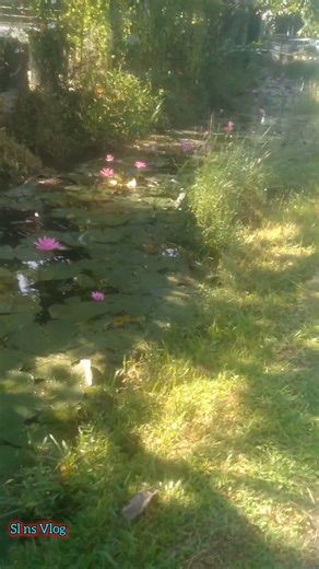 Morning Nature Walks: Start Your Day Right!