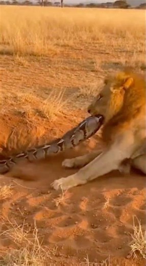 Lion Bites Snake Tail Then THIS Happens! 😱🐍🦁