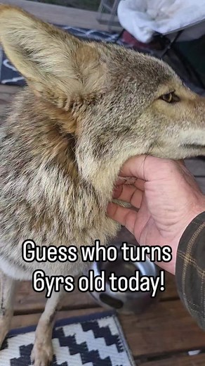 HAPPY BIRTHDAY TO WEAVE THE COYOTE!❤️🐺 This might very well be the oldest living wild coyote in the whole state of Illinois! The way they are hunted constantly, hit by vehicles, poisoned, and all their natural causes of death.... she is impressive! The older she gets the closer she stays to home which has helped a lot. She gets more and more loving every day. She has always been very vocal and likes to talk to me. Welcoming me come.out the door in the morning has became our routine. She has def