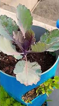 Grow Fresh Vegetables at Home Easily | MK Gardening #love #gardening #vegetablegardening #urban