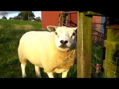 Texel sheep enjoying the grass