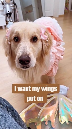 The Fluffy Show on Instagram: "Golden Fairy Retriever 🐕🐩🐾🧚🏻 She's loving her outfit and her cute fairy wings 🪽 Do you love Golden retrievers? @cuddlydogz 👈🏻 #cuddlydogz #goldenretriever #fairydogmother"