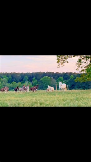 Maggie and her donkeys 🥹. She prefers donkeys over horses and has created her own little herd, even though she has plenty of horses she could befriend 😊. | Rocking R Ranch and Rescue, Inc.