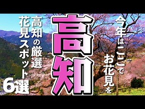 [Kochi Tourism/Cherry Blossom Viewing] Carefully Selected! 6 Cherry Blossom Viewing Spots in Koch...