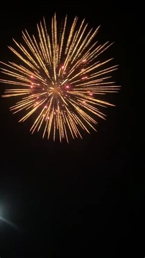 6 inch (150mm) shell Brocade Crown to red /w blue pistil