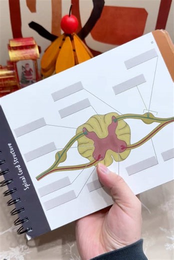 Master Anatomy Labeling Efficiently for Practical Exams