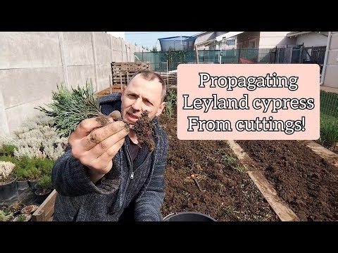 How to propagate Conifers - Leyland cypress for screening hedges!
