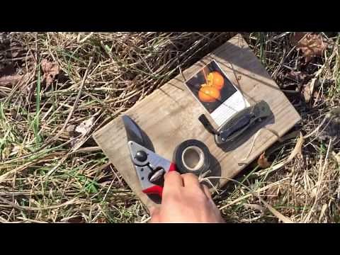 Grafting Fuyu to American Persimmon Tree