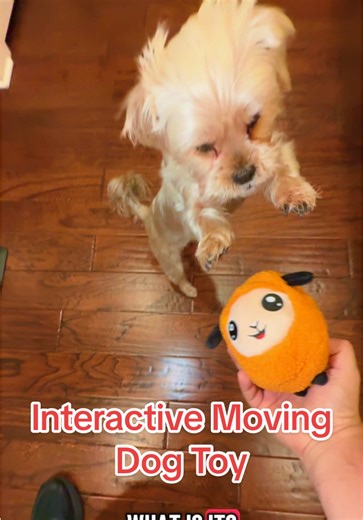 🐑✨ My dog is OBSESSED with this toy 😭🔥 I got this adorable interactive moving sheep ball, and it seriously cracked my pup out of boredom mode. The way it wiggles, jumps, and scoots around the floor has my dog running laps around the house. 😂💨 It’s soft, rechargeable, super cute, and my dog treats it like their new best friend. If your pet needs something fun that keeps them entertained (…and out of trouble 👀), this little sheep is a game-changer. Perfect for small, medium, AND big dogs — a
