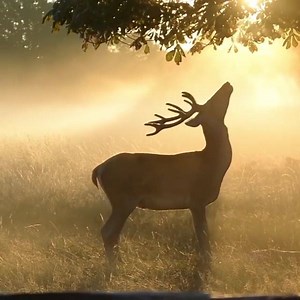Enchanted Forest in the Warm Light.🌞🦌🦌 🎥@junkyardmax | Nature's Rich Palette