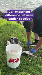 Carl explaining difference between catfish species | SheTraps