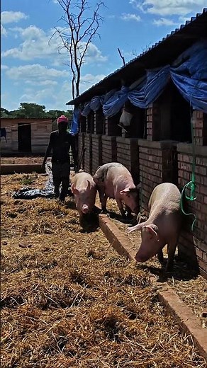🐖 Healthy Pigs Growing Strong at Ecomatt Farm | Modern Pig Farming in Zimbabwe