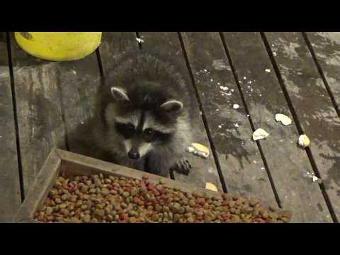 Baby Raccoon being fed by Angie