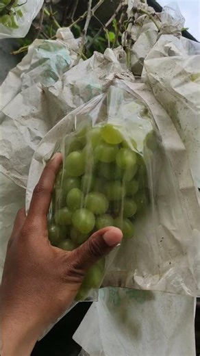 anggur transfiguration #fruit #anggur #anggurtransfiguration