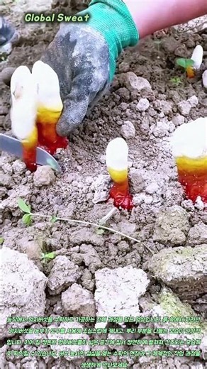 영지버섯 수확 및 가공 과정