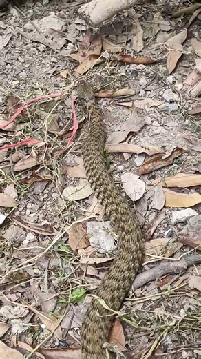 The posture of a snake crawling on the ground #snake #animals #wild snakes