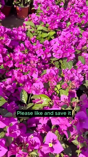 4.2K views · 35 reactions | 4 types of irrigation water to remember #backyardgardening #gardeninglife #vegetablegardening #vegetablegarden #gardeningtips #gardeninglove #organicgardening #gardensofinstagram #gardenideas #urbangardening #gardeningistherapy #gardeninggoals #homegardening #gardeninspiration #lovegardening #gardeningisfun #countrygarden #veggiegarden #happygardening | Garden Tips | Facebook