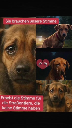 Lua❤️🐕❤️🐈❤️ (@lua.tierhilfe)’s videos with original sound - HAUSER