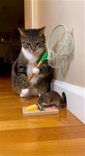 Cat chasing..mouse trolling.Pure chaos! 😹😍#cutecat#kitten#cat #funnycats #asmr #catvideos #dog #pets