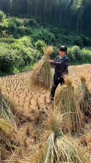 如果你不小心刷到我，请留下来翻翻我的作品吧，也许能治愈你烦躁的心情！#记录真实生活 #山里姑娘 #农村生活