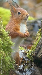 Vertical slow-motion of squirrel sitting behind a rock covered by moss in the forest and eating