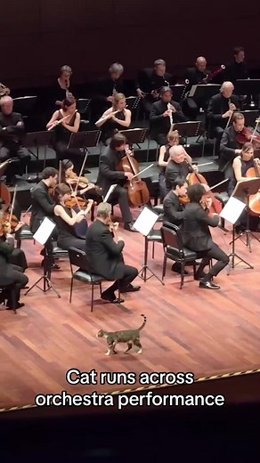 Cat Orchestra Performance Interrupted by Running Cat