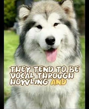Everything About The Alaskan Malamute!