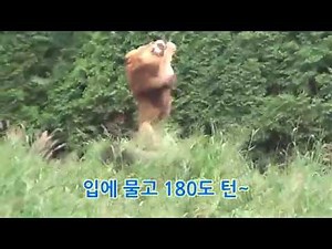 서울대공원 동물원 - 사자 먹이주기