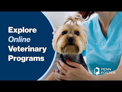 Explore Online Veterinary Programs | Penn Foster