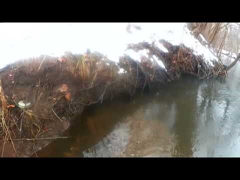 Bottom edge sets caught a muskrat and how to set them up