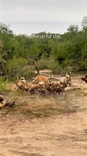Hyenas are masters of stealing a free lunch, but not today. 🎥 @tommo.wild These African wild dogs weren’t giving up their hard-earned meal without a fight, and the hyena quickly realised she’d picked the wrong pack to mess with. A few snaps, a lot of noise… and she bolted, tail tucked and ego bruised. Nature’s drama never disappoints. 🌍 Www.africansafarimag.com #africansafari #africansafarimag #luxurysafari #africansafariconservation #africansafarimagazine #Ulusaba #AfricanWildDog #Hyena #Wild