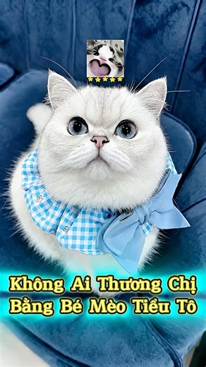 💯💘 Không Ai Thương Chị Bằng Bé Mèo Tiểu Tô