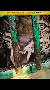 Real Sounds of Wild Cats ☠️😳#shorts #animalssounds #risetogreatness317 | Grow-with-Cats