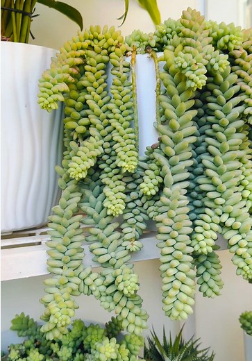 Caring for Burrow's Tail Plant: Tips and Tricks