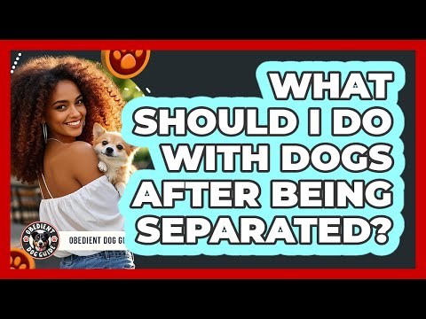 What Should I Do With Dogs After Being Separated?